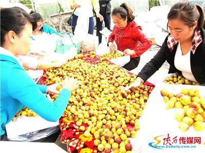 十年磨礪，沙地生金 從大荔冬棗到黃驊冬棗的產(chǎn)業(yè)名片之路