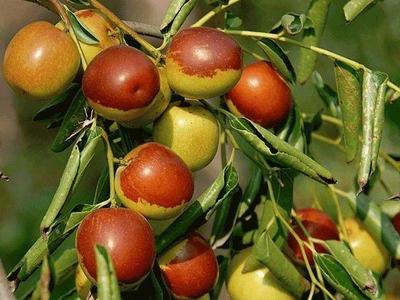 最新河北十大林果品牌公布！黃驊冬棗成明星，誰是你心中家鄉(xiāng)味道？
